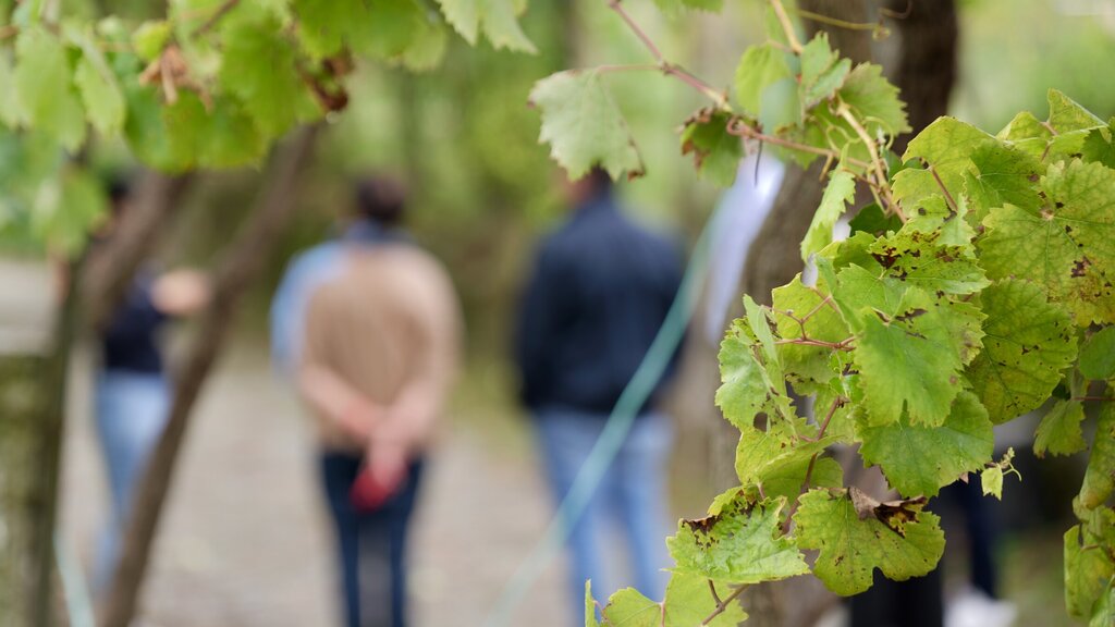 Evento VerdeSentido - 87 de 194